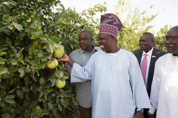 Baba!! Buhari Takes Ogun Governor Amosun & Others On A Tour Of His Farm In Daura [See Photos]